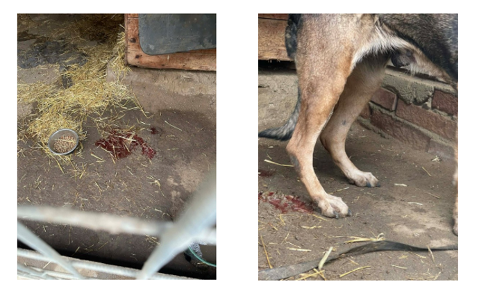 FOTO: Prostředí v útulku Bouchalka.