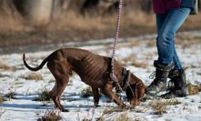 Jeden ze psů v útulku Bouchalka.