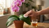 Namočte vatový tampon do zvětralého piva a otřete listy své orchideje: Tato nečekaná kúra z lednice ji přinutí kvést i po letech nečinnosti