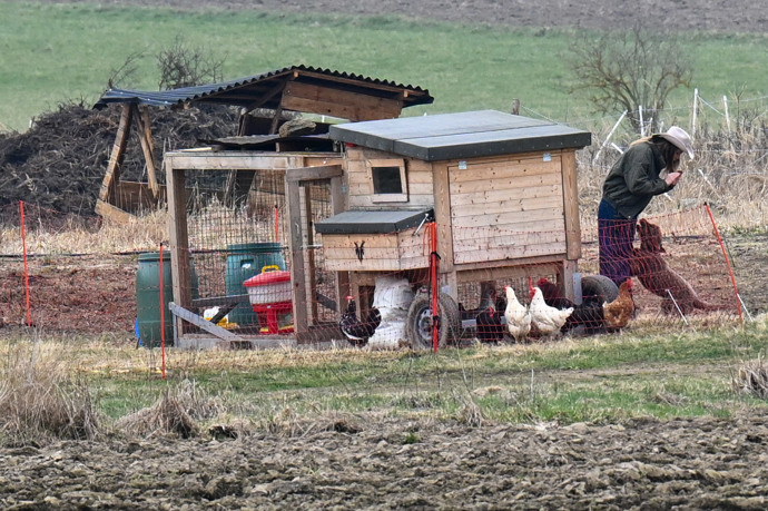 FOTO: Radana Kotková s Haidy u slepic. – stránka 5