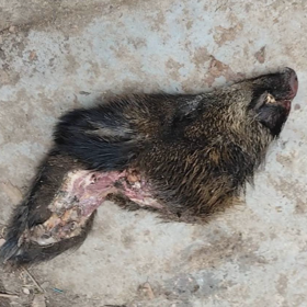 Hlava, která dopadla pře dveře.