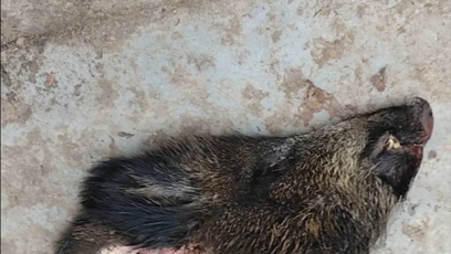 FOTO: Hlava, která dopadla pře dveře.