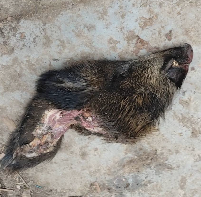 FOTO: Hlava, která dopadla pře dveře.