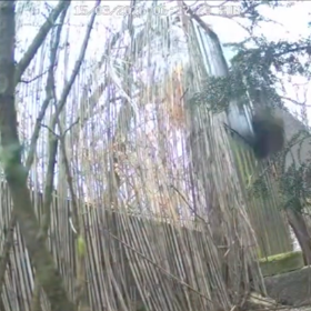 Fotopast vše natočila.