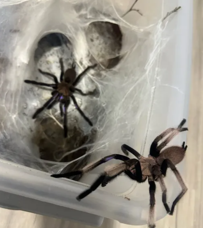 FOTO: Domácí mazlíčci nové přítelkyně Zdeňka Polívky. – stránka 7