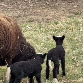 Na Farmě Vojty Kotka se narodila jehňátka.