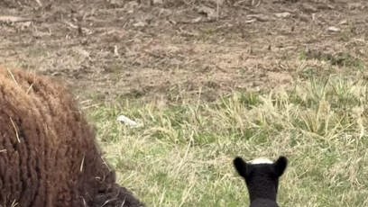 FOTO: Na Farmě Vojty Kotka se narodila jehňátka.