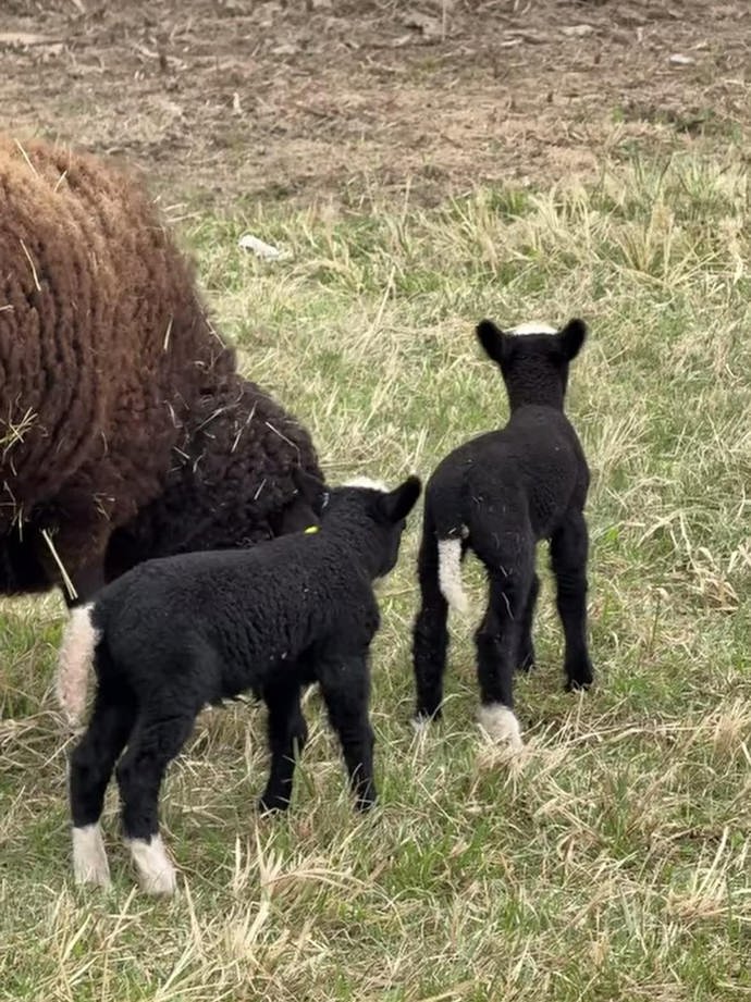FOTO: Na Farmě Vojty Kotka se narodila jehňátka.