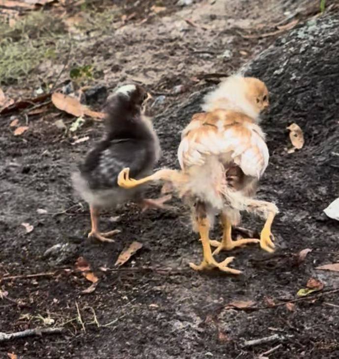 FOTO: Kuře se narodilo s dvěma dalšími končetinami.