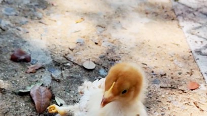 FOTO: Zvláštní úkaz - čtyřnohé kuře.