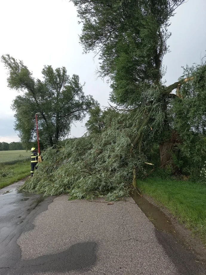 FOTO: Hasiči likvidují mohutný vyvrácený strom, který zcela zablokoval vedlejší silnici. – stránka 12