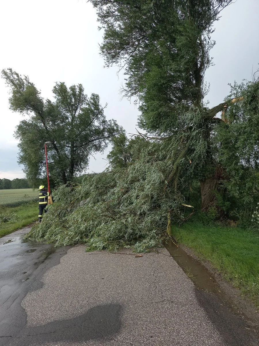 FOTO: Hasiči likvidují mohutný vyvrácený strom, který zcela zablokoval vedlejší silnici.