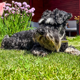 Eda dobře ví, že mu patří celý dům, bazén i velká zahrada - prostě je to pán domu. 