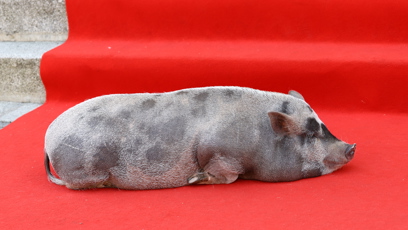 FOTO: Prasátko si ustlalo na červeném koberci.