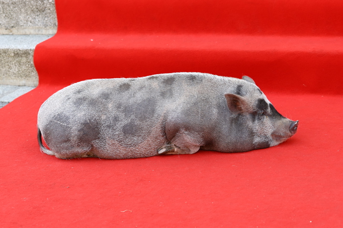 FOTO: Prasátko si ustlalo na červeném koberci. – stránka 513