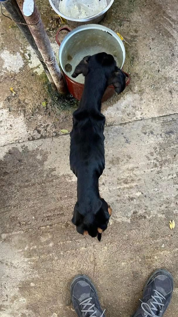 FOTO: Fenka vážila pouhé čtyři kilogramy. – stránka 1