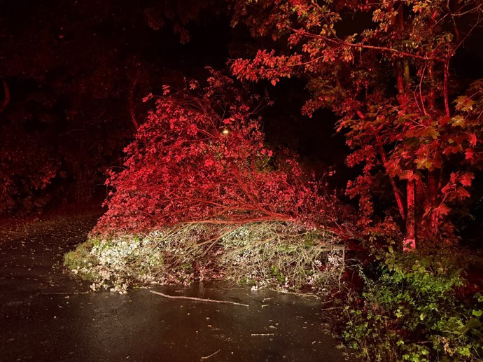 FOTO: Hasiči odstraňovali popadané stromy.