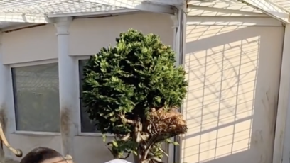FOTO: Terminátor se mezi svými šelmami pohyboval v těsné blízkosti.