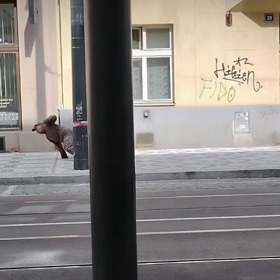 Celý incident natočila na telefon kolemjdoucí a zveřejnila ho na Instagramu.