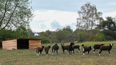 FOTO: Stádo ovcí na farmě.