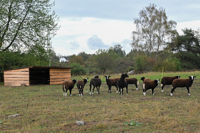 FOTO: Stádo ovcí na farmě. – stránka 64