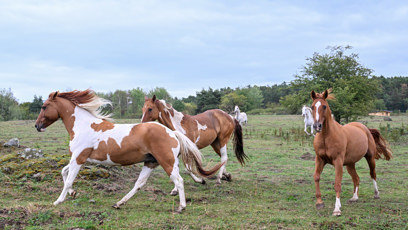 FOTO: Koně jsou důležitou součástí na farmě.