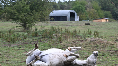 FOTO: Koně se mají na farmě očividně velmi dobře.
