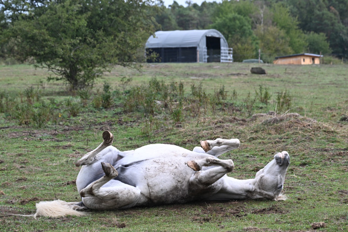 FOTO: Koně se mají na farmě očividně velmi dobře. – stránka 31