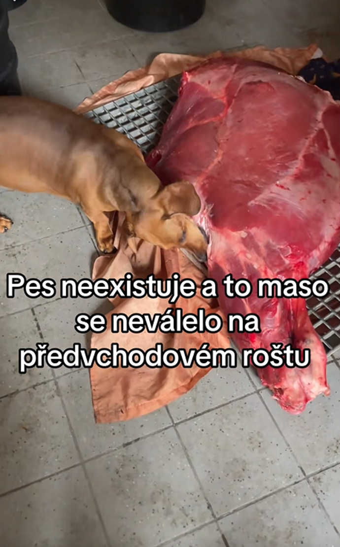 FOTO: Jezevčík okusuje flákotu masa. – stránka 205