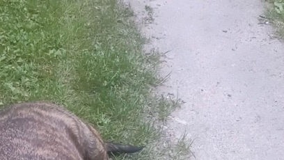 FOTO: Tereza tvrdí, že po psovi měla letět židle.