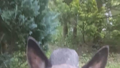 FOTO: Podle jejích slov se snažila psa ochránit.